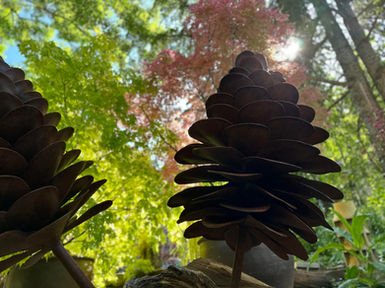 Pine Cone