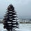 Thumbnail: Pine Cone