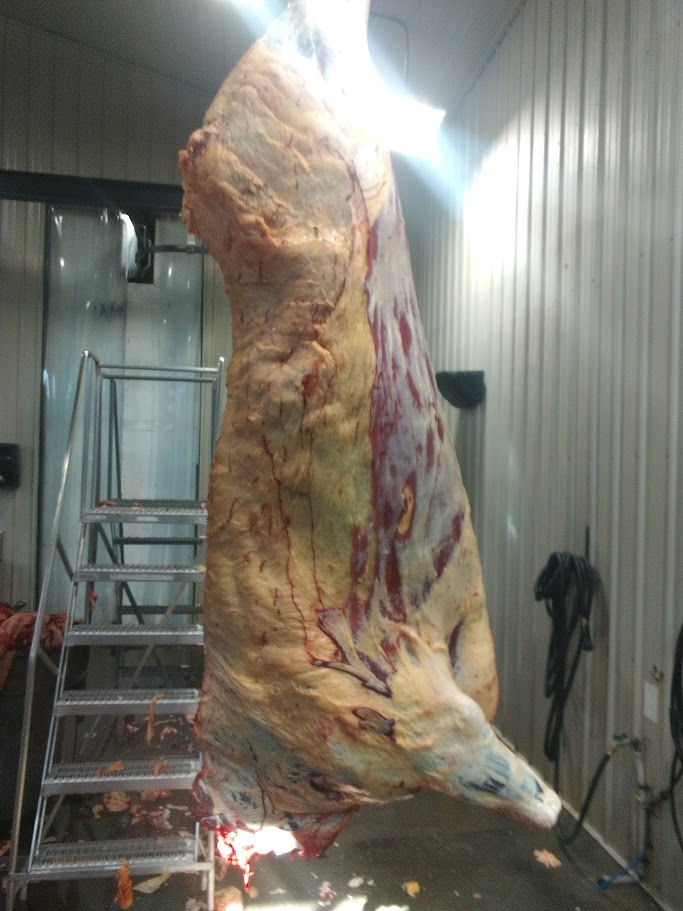 Thumbnail: Whole Beef #478 — Grain-Finished Wyoming Wagyu + Angus