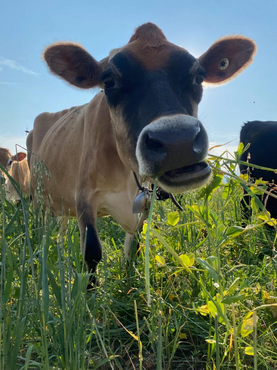 A curious cow enjoys a sunny day, munching on fresh grass in a lush, green meadow.