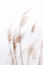 Fragile Pampas_edited.jpg