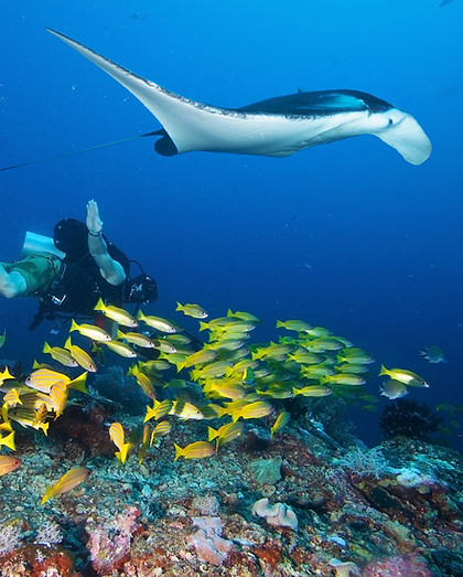 Diver swims with manta ray _edited.jpg