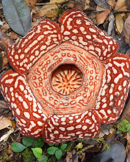 Rafflesia pricei is blooming in Krayan, North Kalimantan, Indonesia. The blossom of Raffle