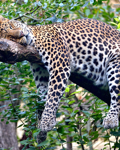 Javan leopard (Panthera pardus melas) sleeping soundly on a branch .jpg