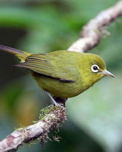 Meratus White-eye (undescribed Meratus f