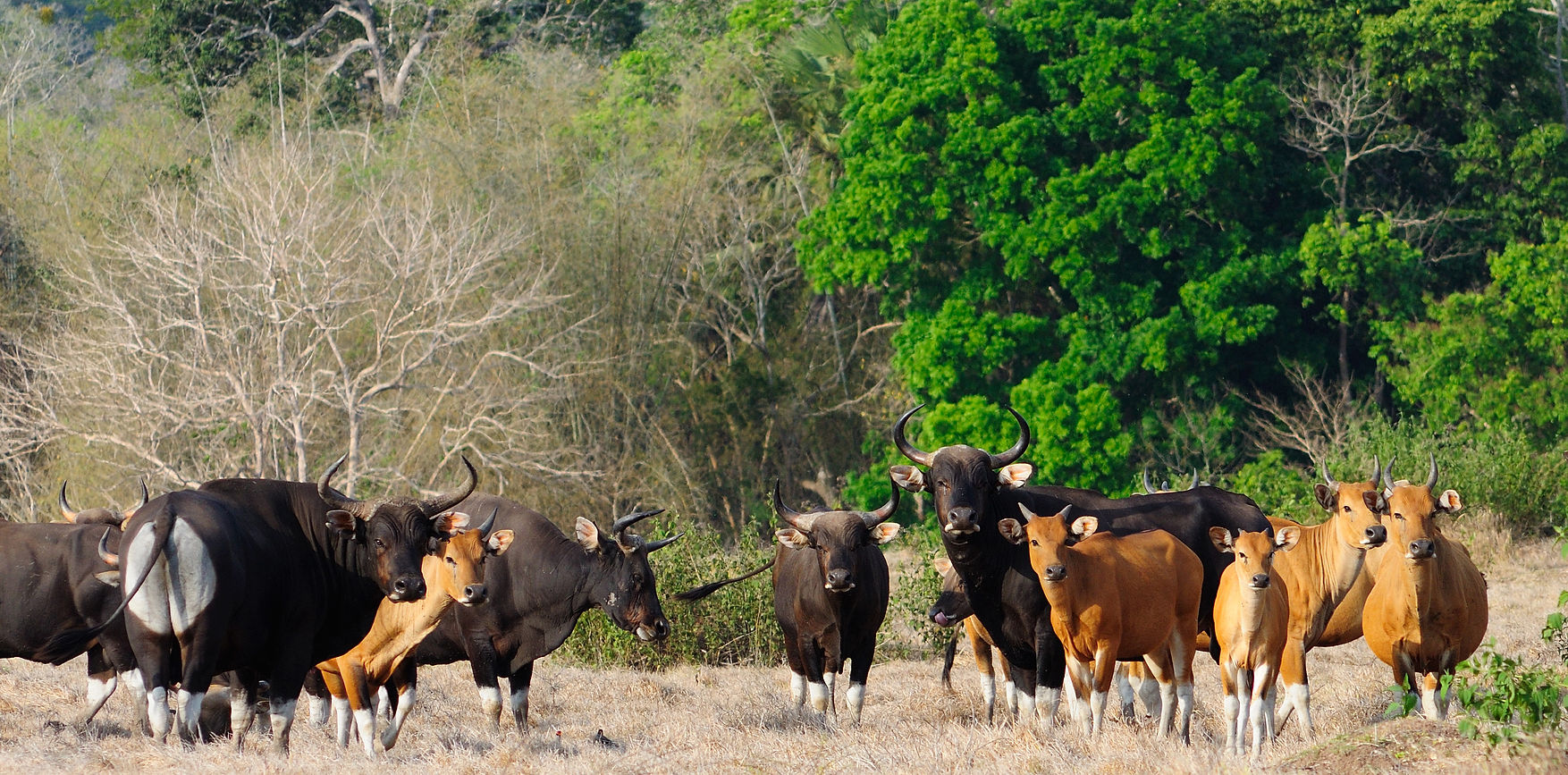 Javan banteng (Bos javanicus) Found on Sadengan Savannah In The Middle Of Alas Purwo Nati