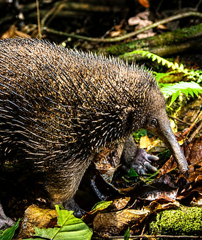 Critically Endangered Western Long-beaked Echidna, Wildlife Watching Tours Papua Indonesia