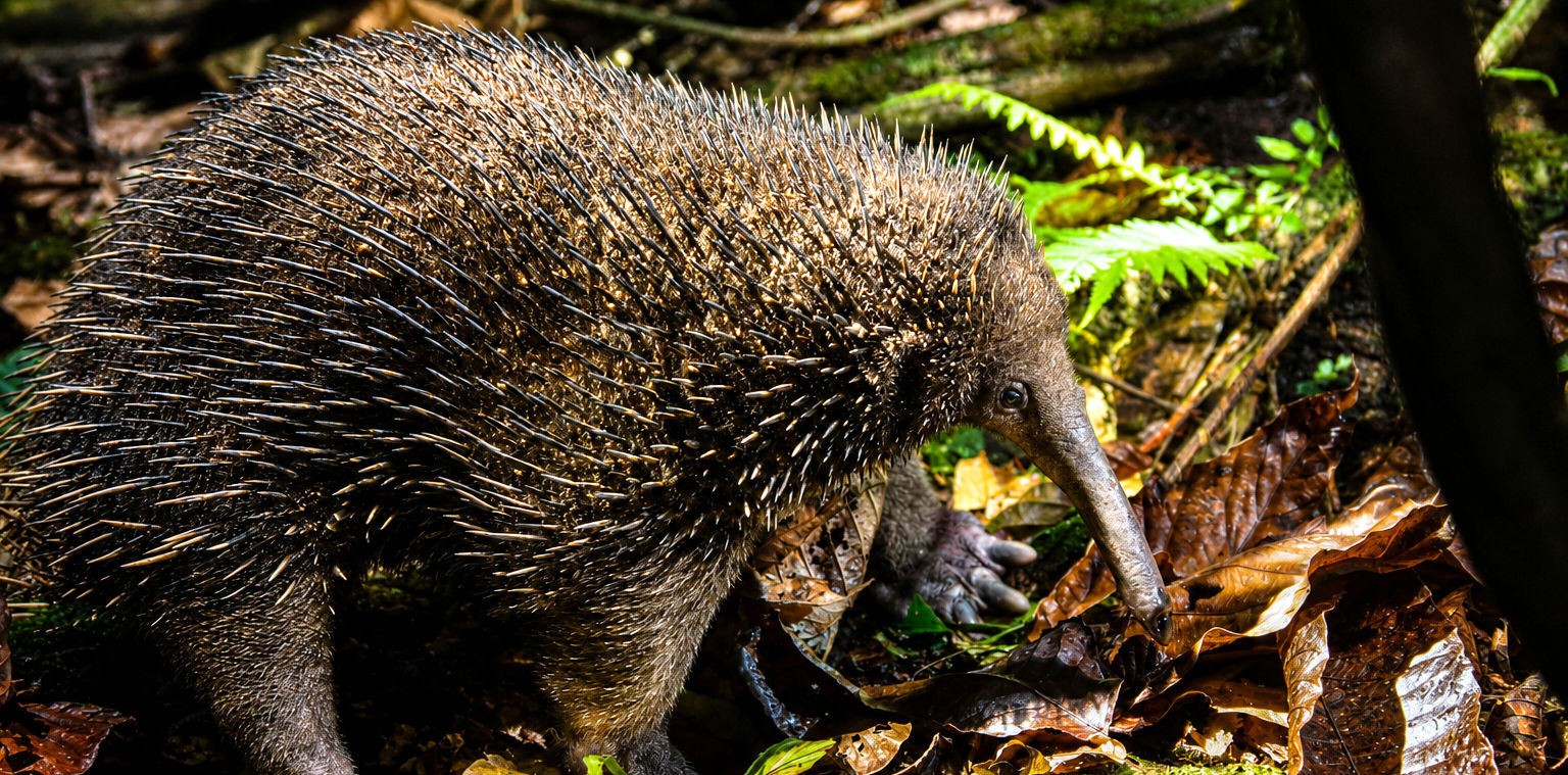 Critically Endangered Western Long-beaked Echidna, Wildlife Watching Tours Papua Indonesia