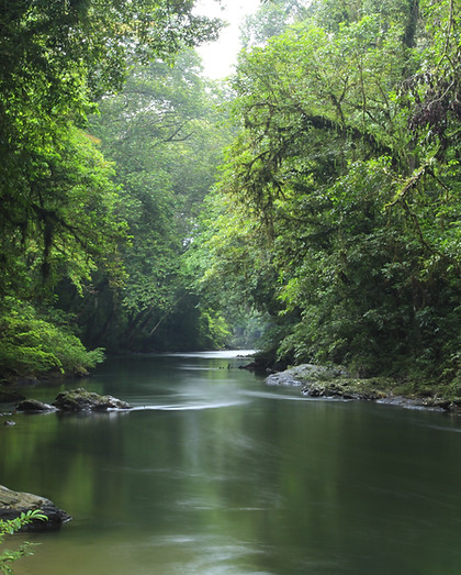 Mist rising from tropical forest at Betung Kerihun National Park, Kapuas Hulu, West Borneo