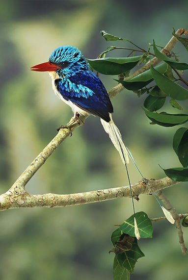 Tanysiptera riedelii - Biak Paradise Kingfisher.jpg
