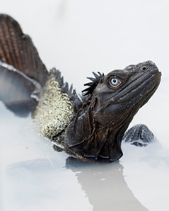 Weber's Sailfin Dragon, Maluku herping, Wildlife Watching Indonesia
