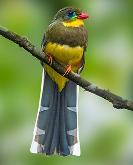 Javan Trogon, Java, Birding Indonesia