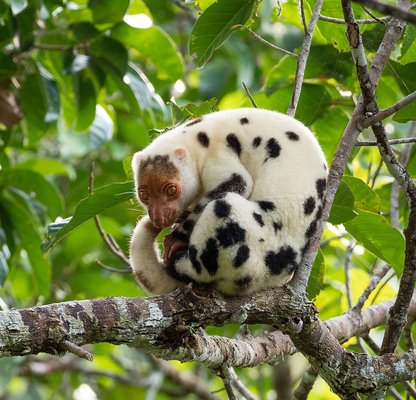 Waigeo spotted Cuscus, relaxing on a branch in the forests of Waigeo Island, Raja Ampat, I