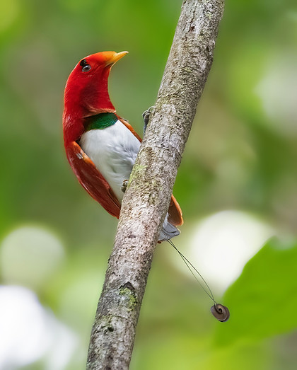 King Bird-of-Paradise on a vine_edited.jpg