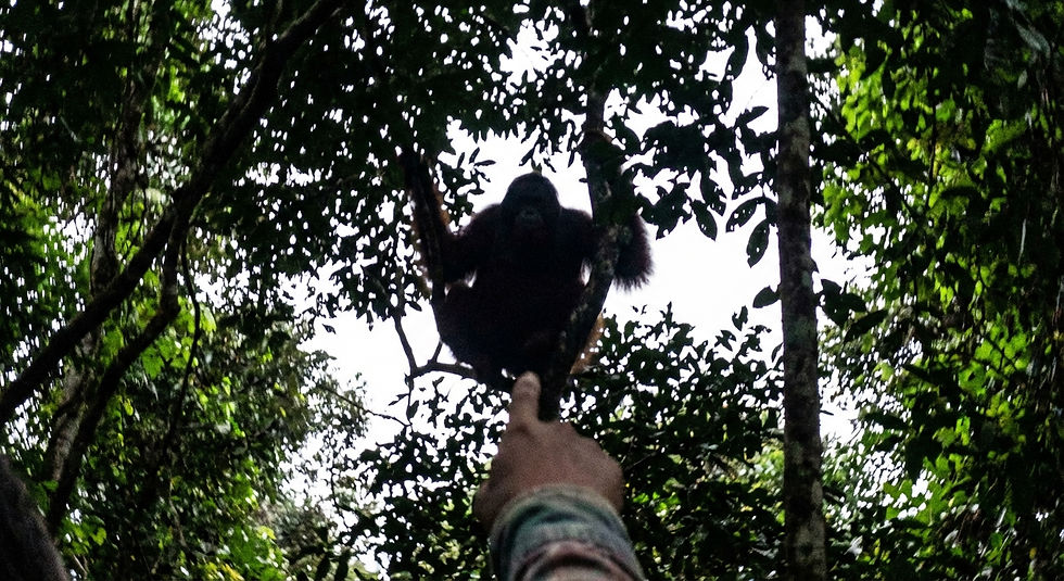 Looking up through the broken canopy of a peat swamp forest at a large male orangutan sitt