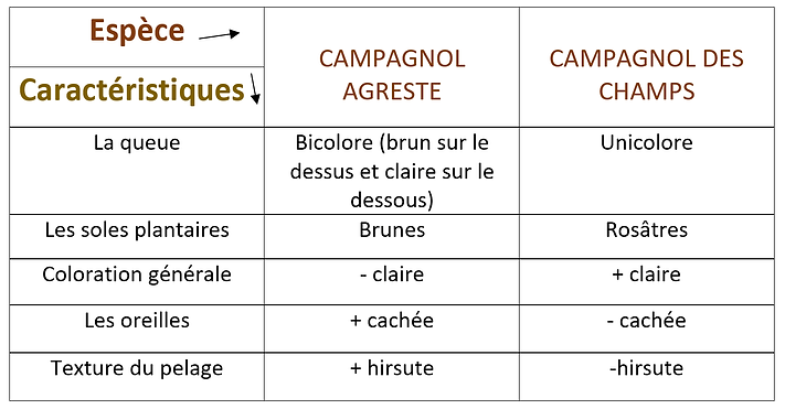 tableau caractéristiques campagnol agreste vs des champs.png