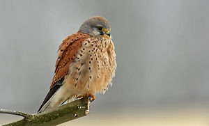 faucon crécerelle.jpg