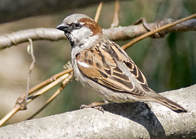moineau domestique.jpg