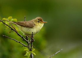 hypolaïs polyglotte.jpg
