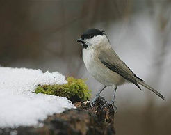 mésange nonnette.jpg