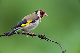 chardonneret élégant.jpg