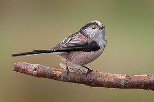 mésange à longue queue.jpg