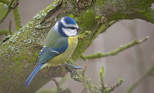 mésange bleue.jpg