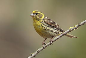 serin cini.jpg