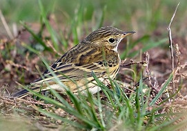 pipit farlouse.jpg