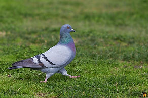 pigeon biset.jpg