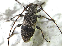 leiopus femoratus.jpg