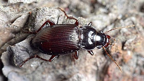 amara aulica.jpg