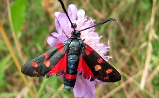 Zygène de la Filipendule (Zygaena filipendulae).jpg