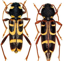 xylotrechus arvicola.jpg