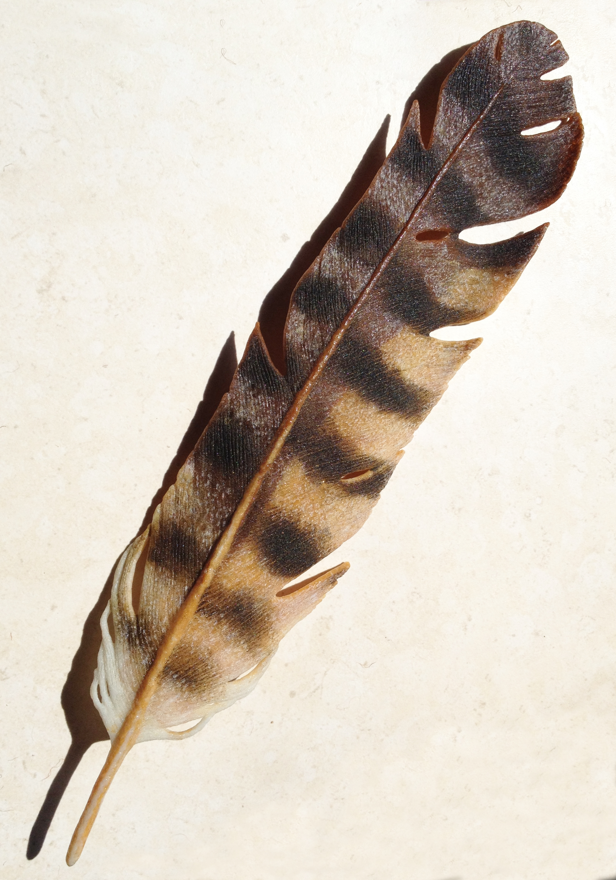 Horned Owl Feather Meaning
