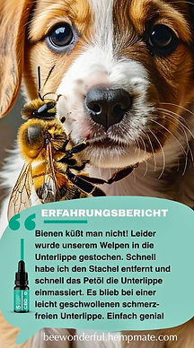 Hund mt Biene an Schnauze