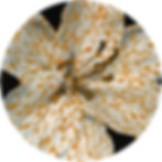 Lily (Orange), 2020