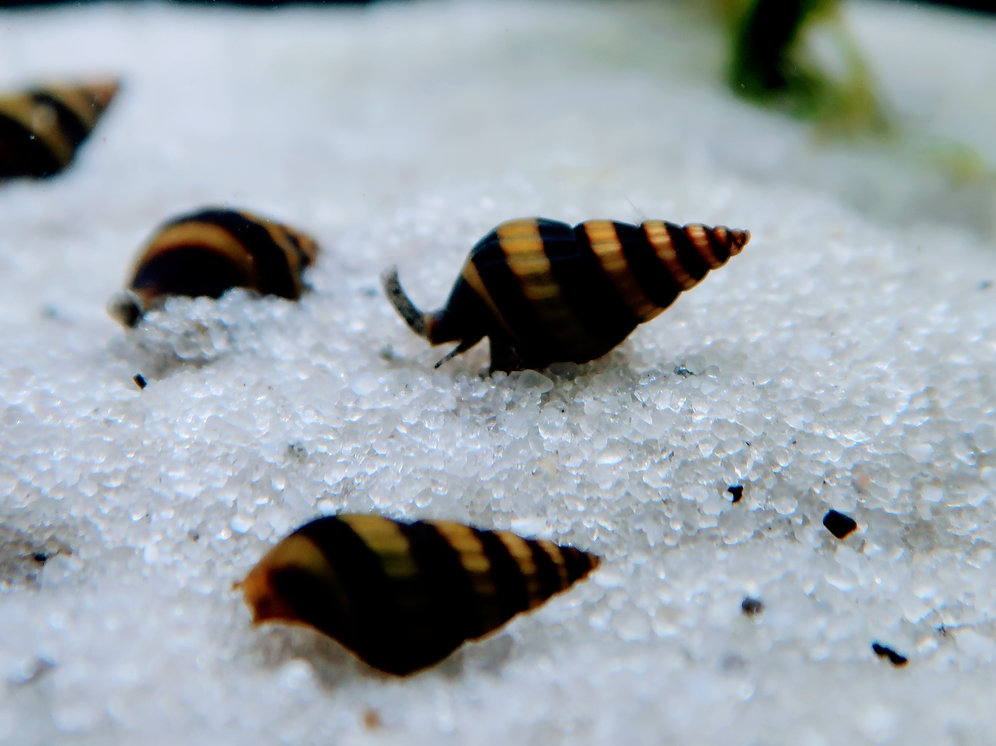 Assassin Snail Free Overnight Shipping on 150 order