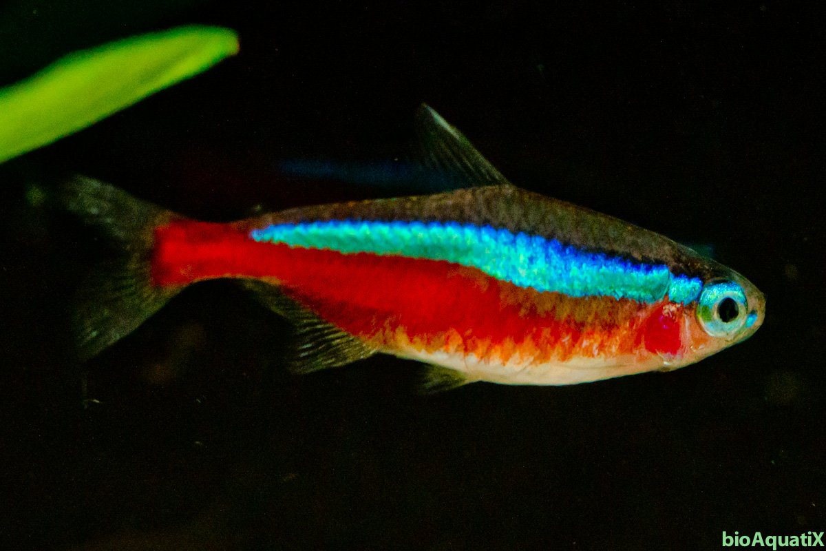 Buy Live Cardinal Tetra 3 Up Quantity Discount Free Shipping