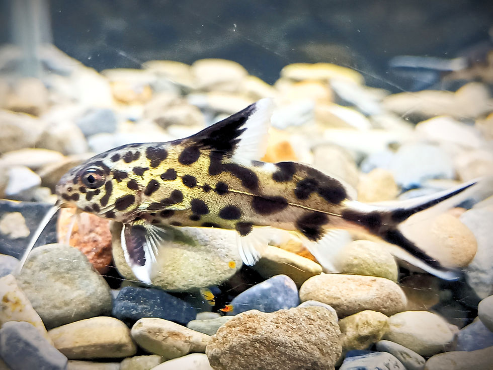 Synodontis Catfish for Sale