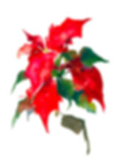 Poinsettia II (2002)