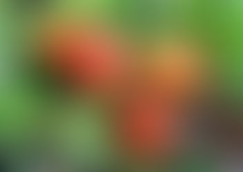 Gardening and Nature : A way of life