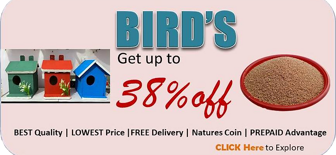 Get Birds related items