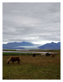 Iceland #5