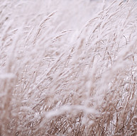 White Grass_edited.jpg