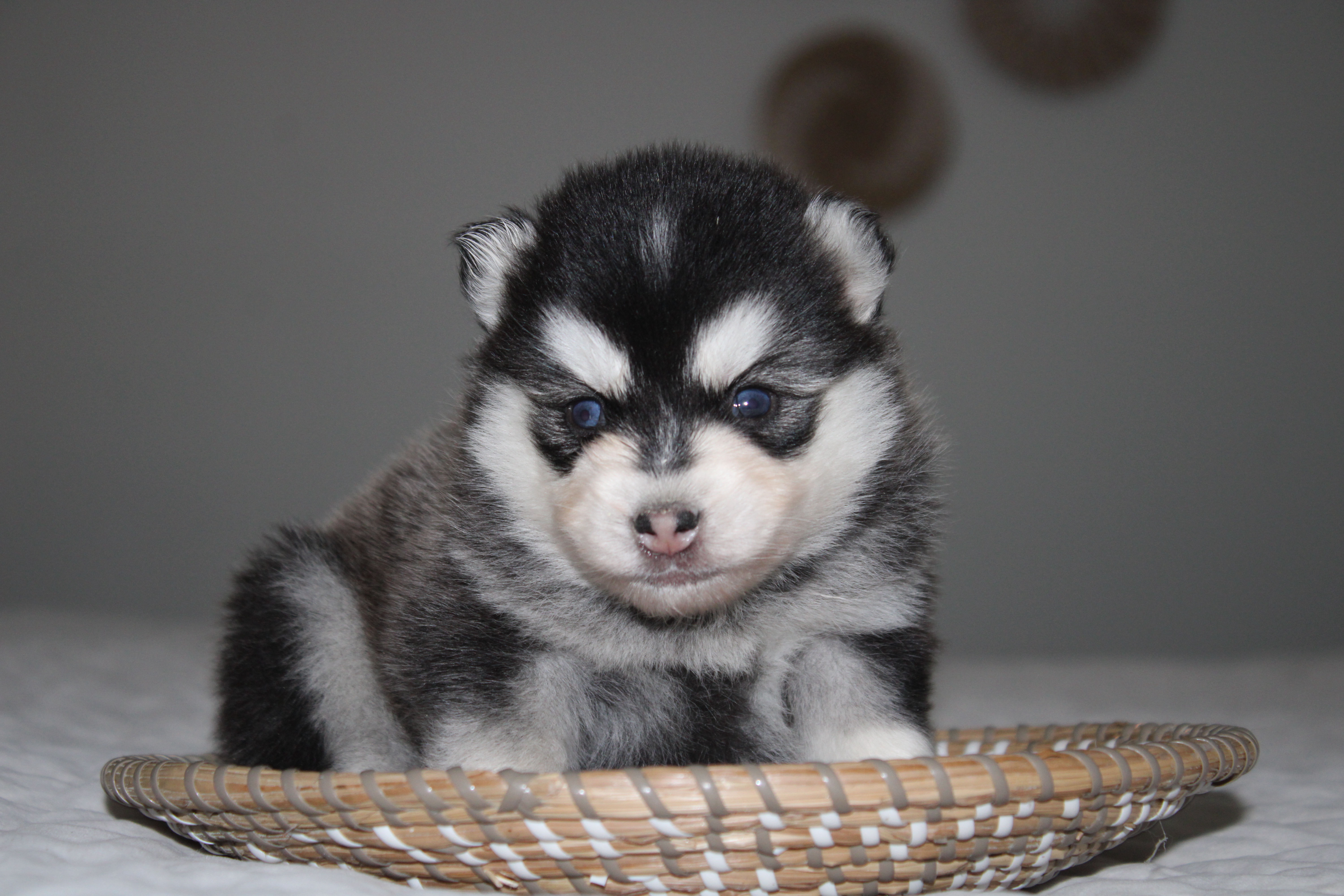 Rocco 20-25 pounds AVAILABLE 