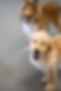 CoventrySchoolforDogs - Megan Bethge.jpg
