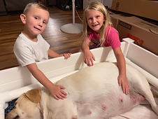 english lab puppies for sale