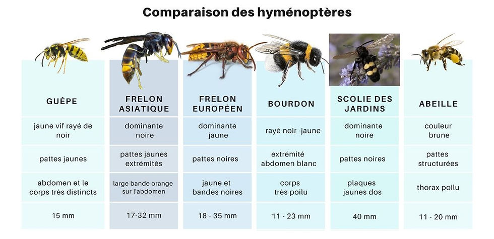comparaison des espèces