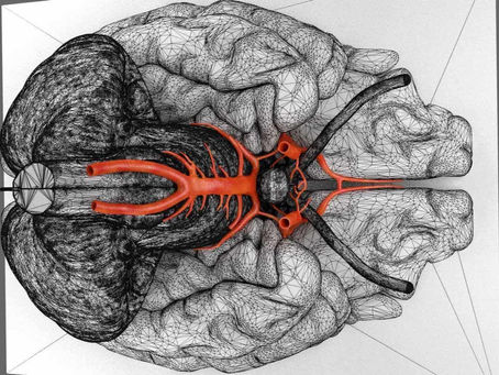 The Circle of Willis: A Structural Shield for Cerebral Circulation